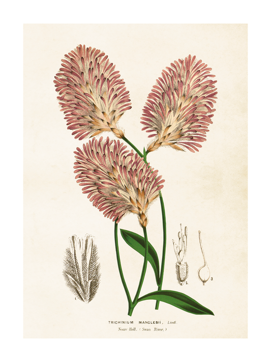 Poster 50x70 cm, Klotamarant