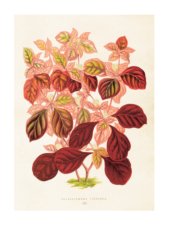 Poster 50x70 cm, Blad