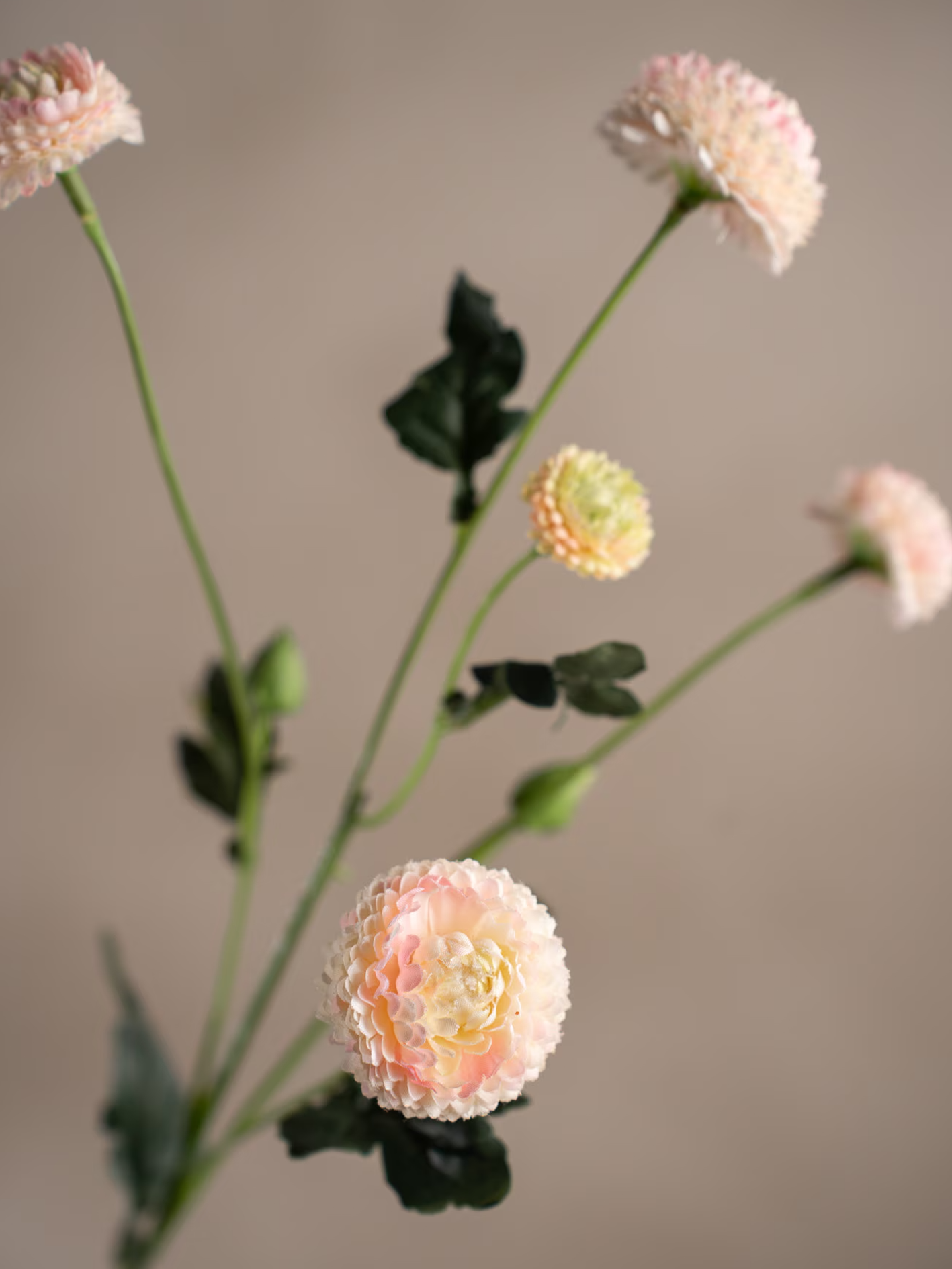 Chrysantemum, Rosa