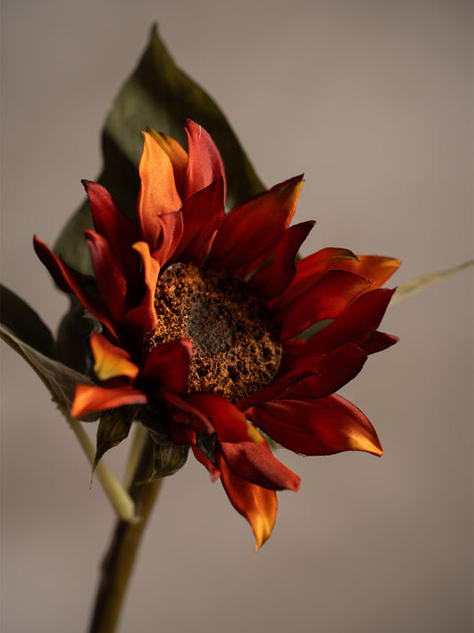 Solros, Orange, 50 cm